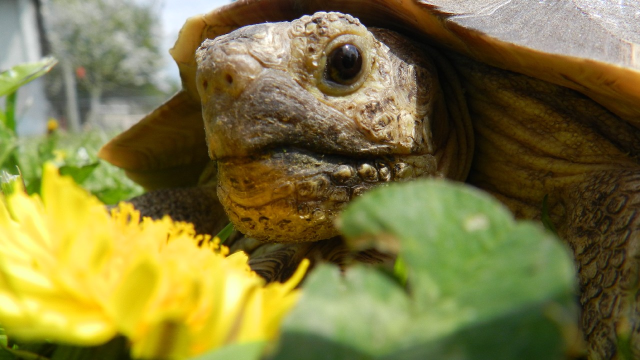 Tortue sulcatta